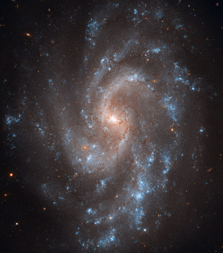 NGC 5584 hehuttelee suuria määriä nuoria, kirkkaita sinisiä tähtiä repaleisissa spiraalihaaroissaan. Spiraalihaarojen välissä on enemmän vanhempia, keltaisia tähtiä. Repaleisia spiraaleja vaikuttaa syntyvän esimerkiksi silloin, kun galaksia ympäröivän pimeän aineen pilvi on hyvin massiivinen suhteessa galaksin kiekon (näkyvän aineen) massaan. Kuva Nasa / ESA / A. Riess (STScI/JHU) / L. Macri (Texas A & M University) / The Hubble Heritage Team (STScI/AURA)