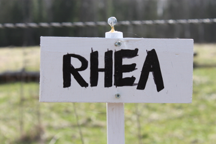 Rhea (95K)