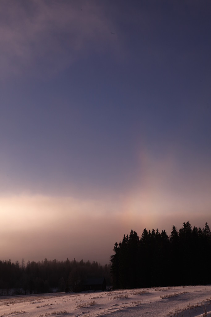 44:n asteen sivuaurinko ja 46:n asteen kaaren alku vierekkäin metsän reunan yllä. Kuva Emma Herranen.