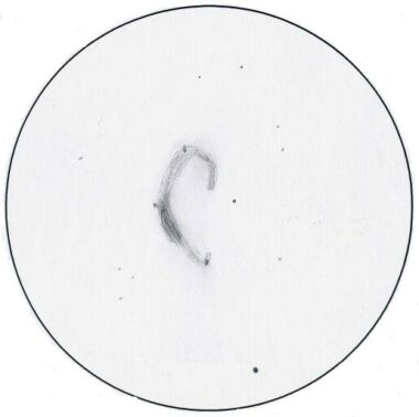 Samvel Margarjan | NGC 6888 / The Cresent Nebula