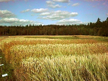 17.10.10ruudut (125K)