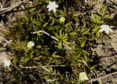 19.4.2014vuokot (225K)