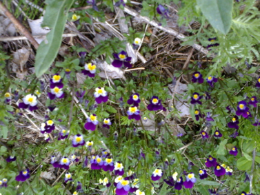 280509Orvokit (158K)