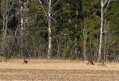 Peuroja Elonkierrossa (175K)